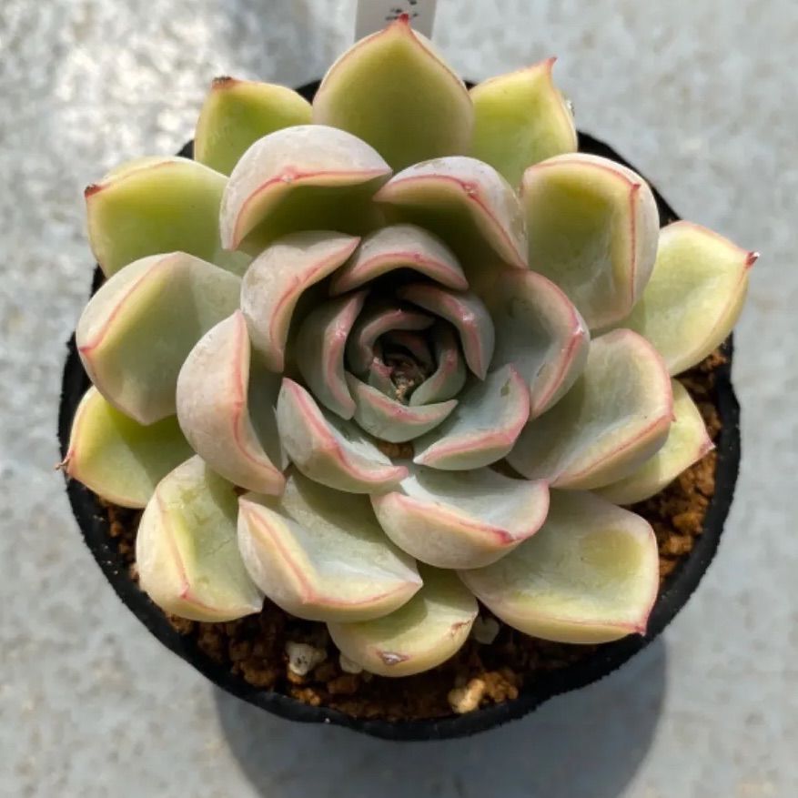 多肉植物 抜き苗 エケベリア ジャシリー - メルカリ