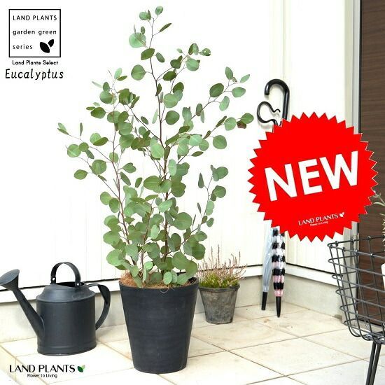 ユーカリ シルバードロップ ウサギテラコッタ鉢植え 苗 苗木