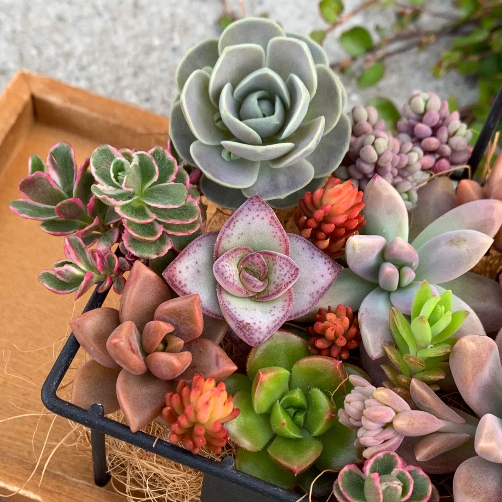 多肉植物 子持ち蓮華錦 鏡花 画像の苗達のなかから1苗♪お届けします 