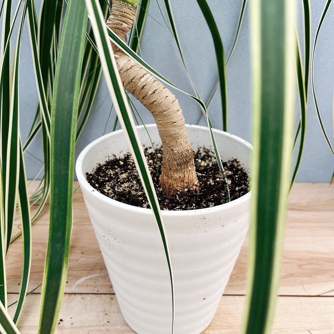 現品］【超希少】2番 ブコニア レクルバータ バリエガータ 7号 観葉