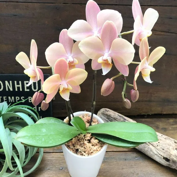 2025年最新】マザーチーク 胡蝶蘭の人気アイテム - メルカリ