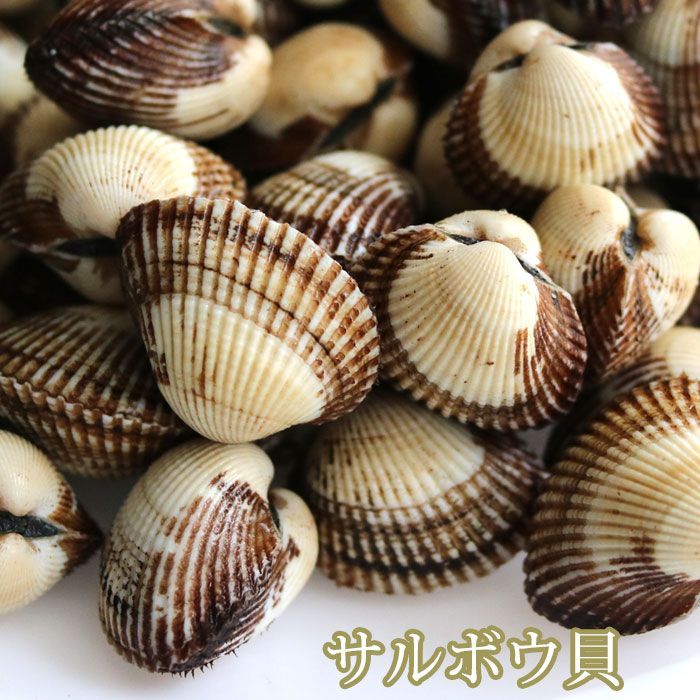 活き サルボウ 貝 約5kg 愛知もしくは韓国 赤貝に似ている さるぼうがい サルボウガイ 殻付き