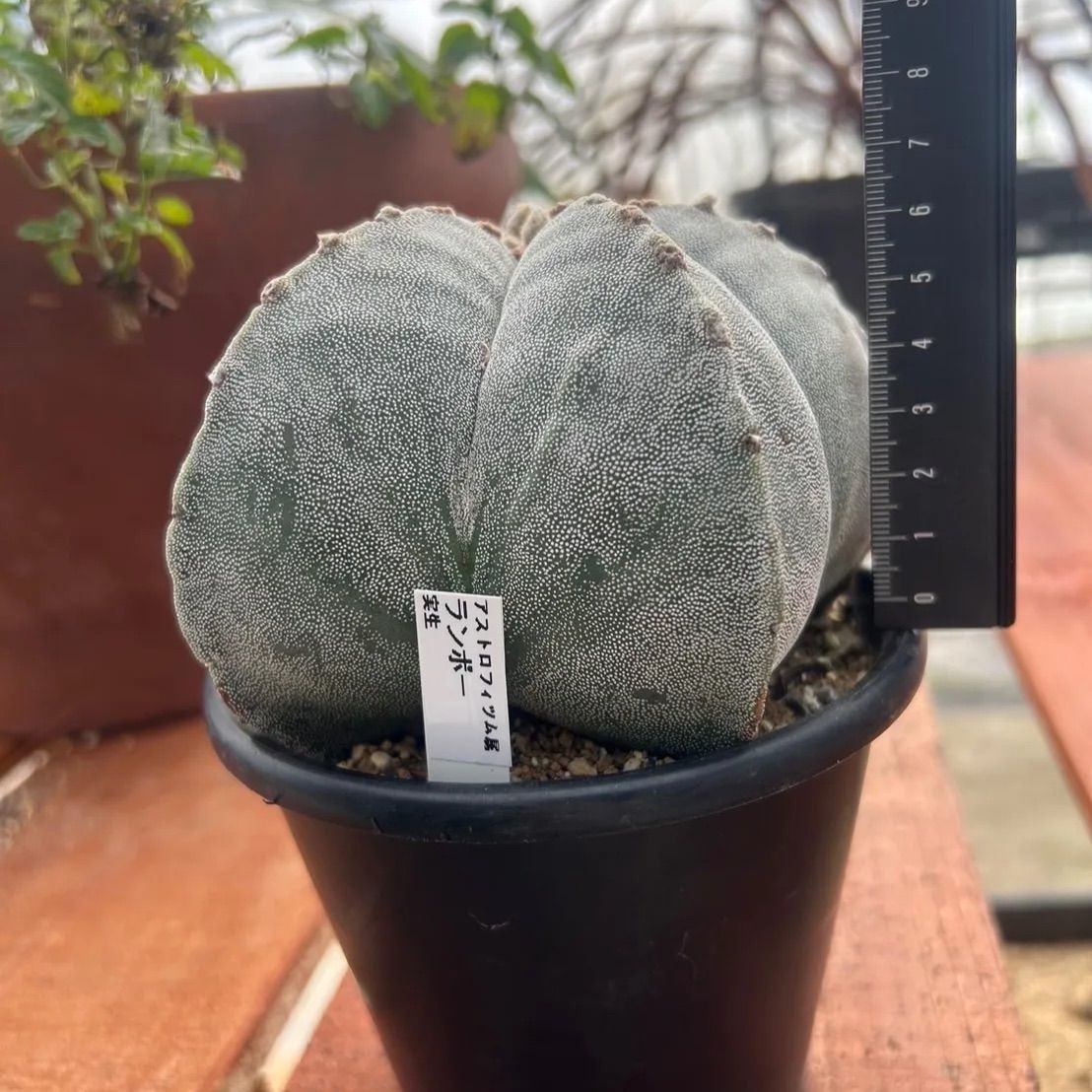 ランポー　実生　サボテン 恩塚ランポー玉の実生、成長記録（2016年5月〜） – ゆるぷ