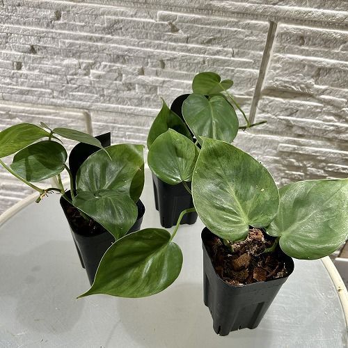 ☆フィロデン セロウム バリエガータ☆3号鉢☆希少 フィロデン