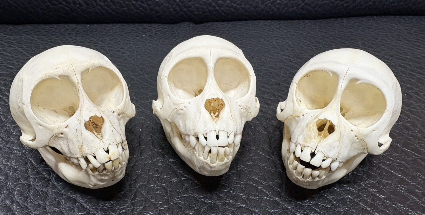 カニクイザル（幼獣） Crab-eating Macaque　頭骨 カニクイザル（幼獣） Crab-eating Macaque頭骨