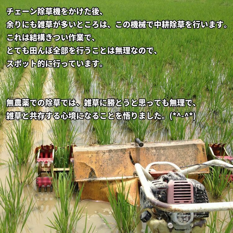 最新のデザイン 宮崎県産 高冷地米 コシヒカリ 無農薬 玄米 30kg