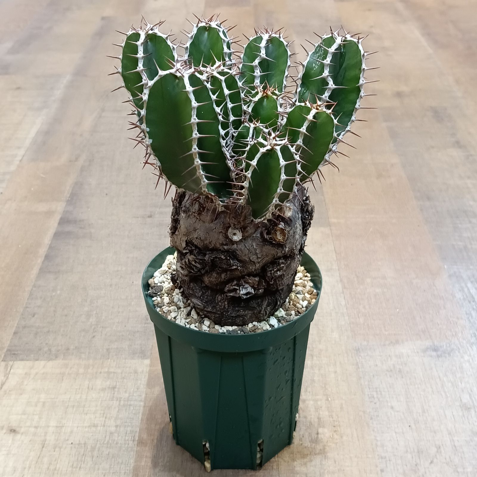 3 Euphorbia mlanjeana ユーフォルビア ムランジーナ 現地株 発根済