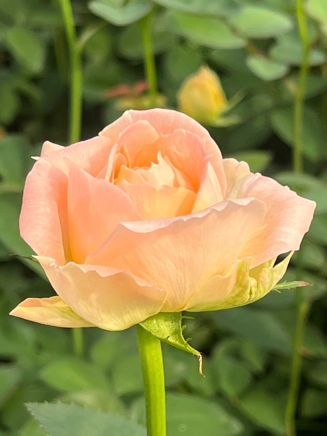 80本の薔薇の花束＊30㎝ 80本 黄色オレンジMIXラッピング込❗️傘寿