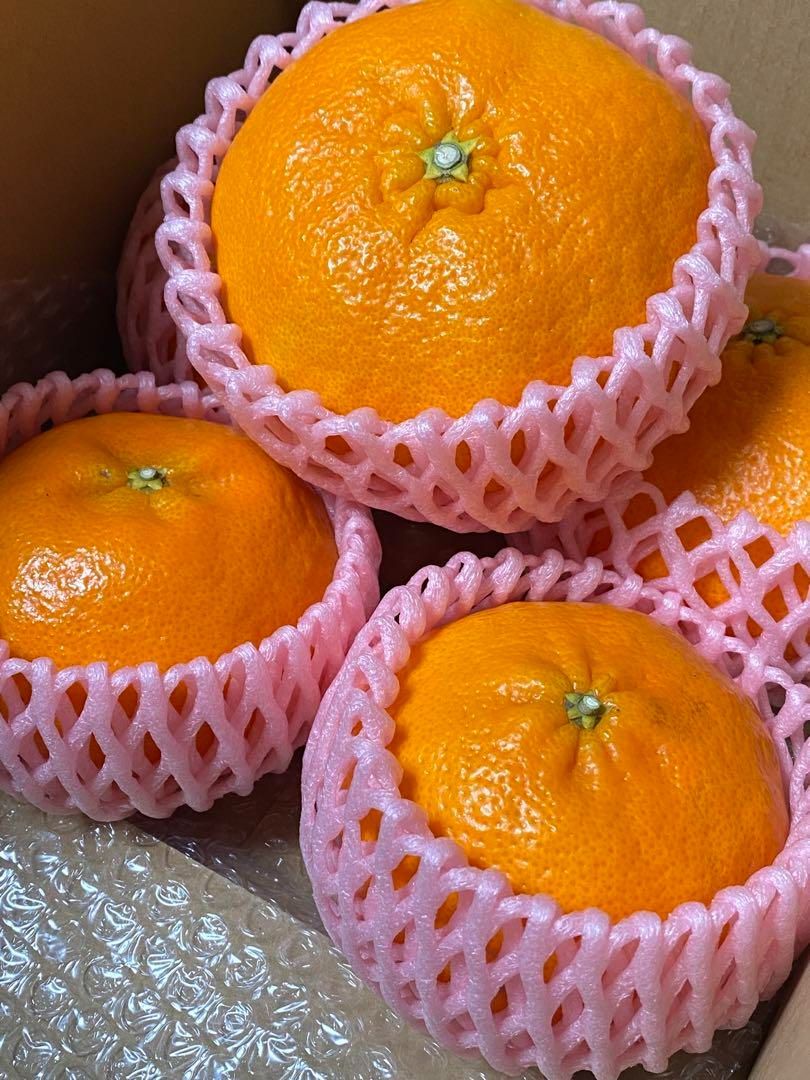 予約販売