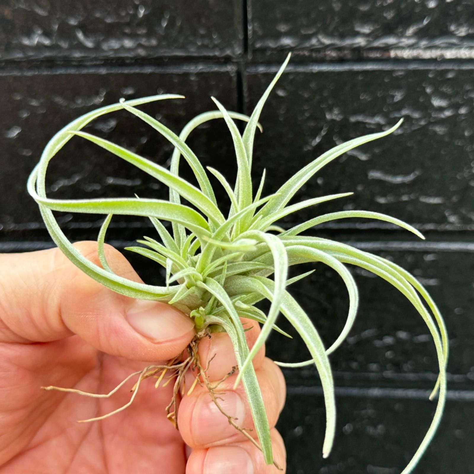 チランジア キセログラフィカ × ブラキカウロス Tillandsia