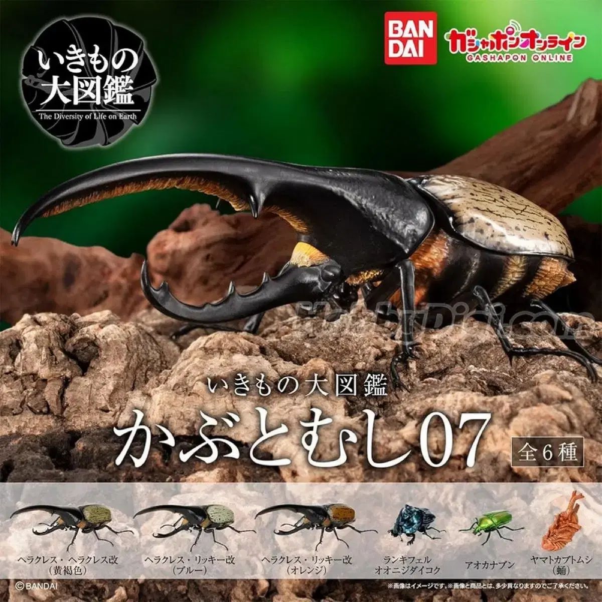 長寿カブトムシ 7 焦げた 6 種 フルセット
