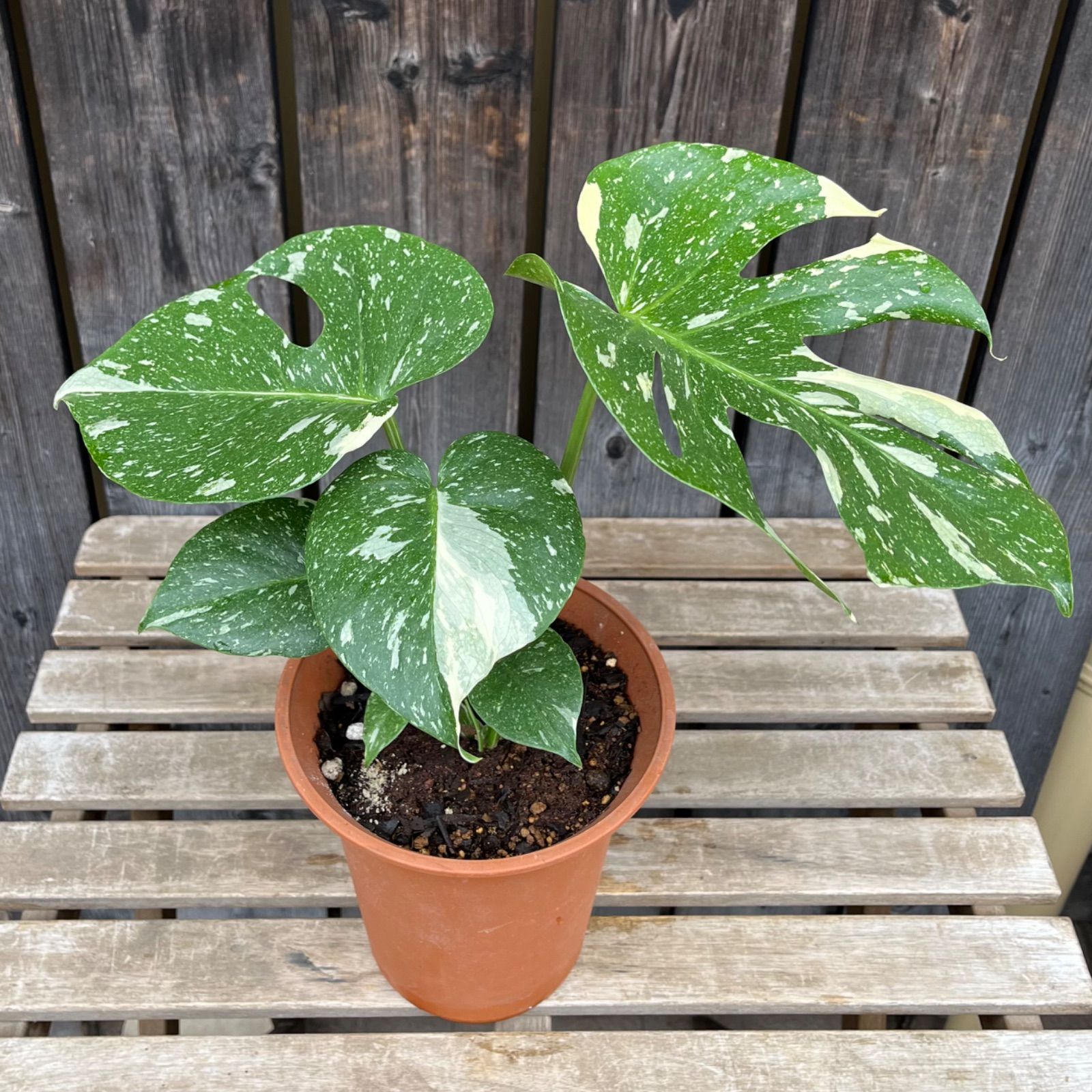 斑入り モンステラ デリシオーサ タイコンステレーション 6号鉢