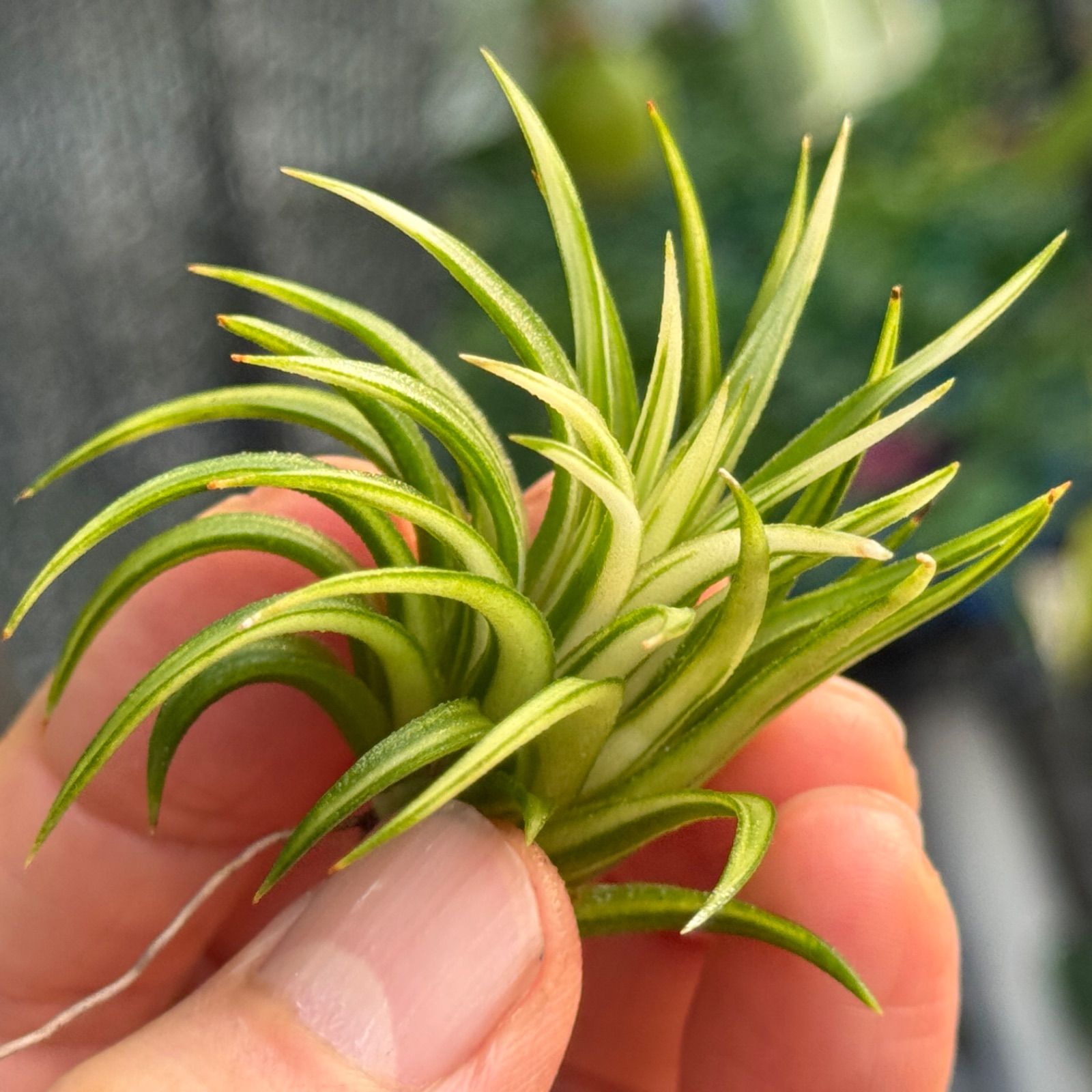 ◆　チランジア　◆　ionantha 'Albomarginata' イオナンタ・アルボマージナータ　　 チランジア・イオナンタ・アルボマルギナータ（アルボマージナータ