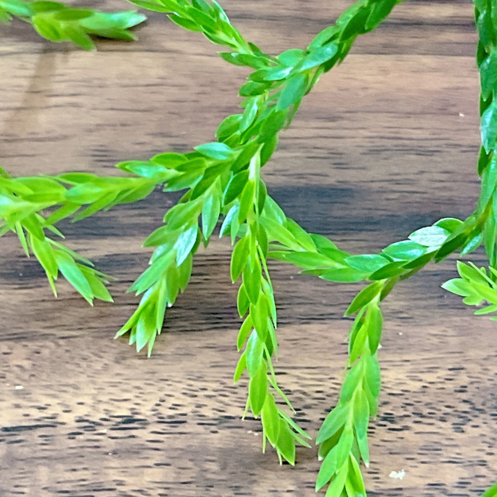 フペルジア トライアングル サトゥール プペルジア トライアングル