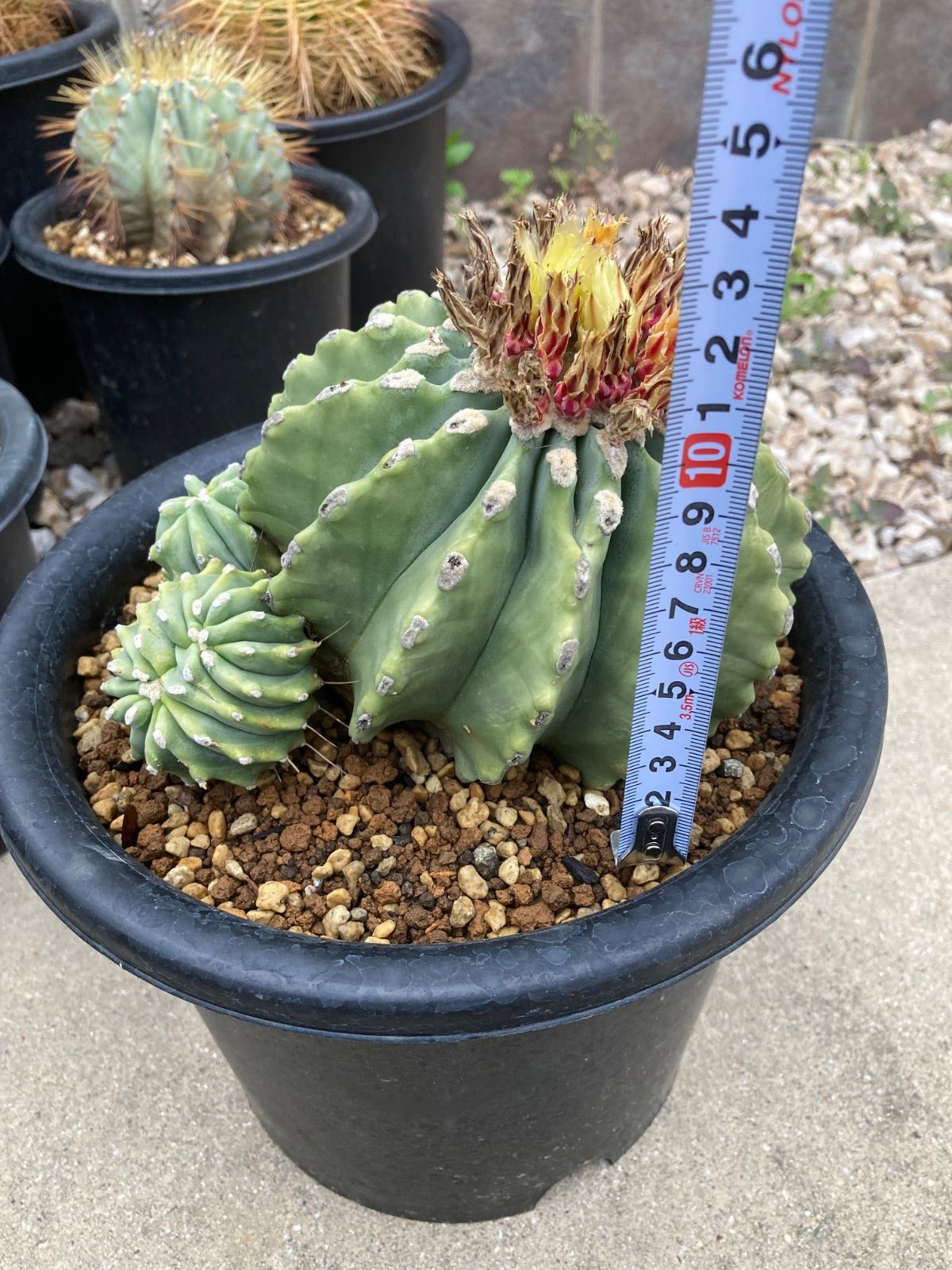 王冠竜 6 王冠竜 サボテン 【樹高:約25cm】Jun25 サボテン 王冠竜 6号