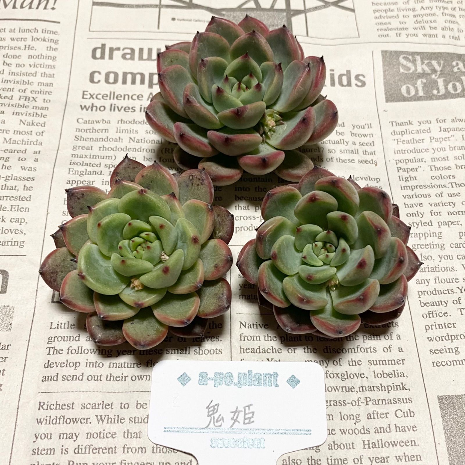 多肉植物 韓国苗 メメ様 多肉植物 韓国苗 メメ様 - メルカリ