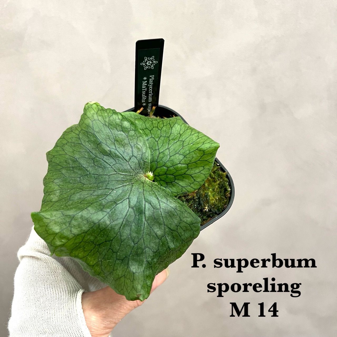ビカクシダ　スパーバム(P. superbum)　グランデ ビカクシダ・グランデ？スパーバム？の成長記録① | ビカクシダ