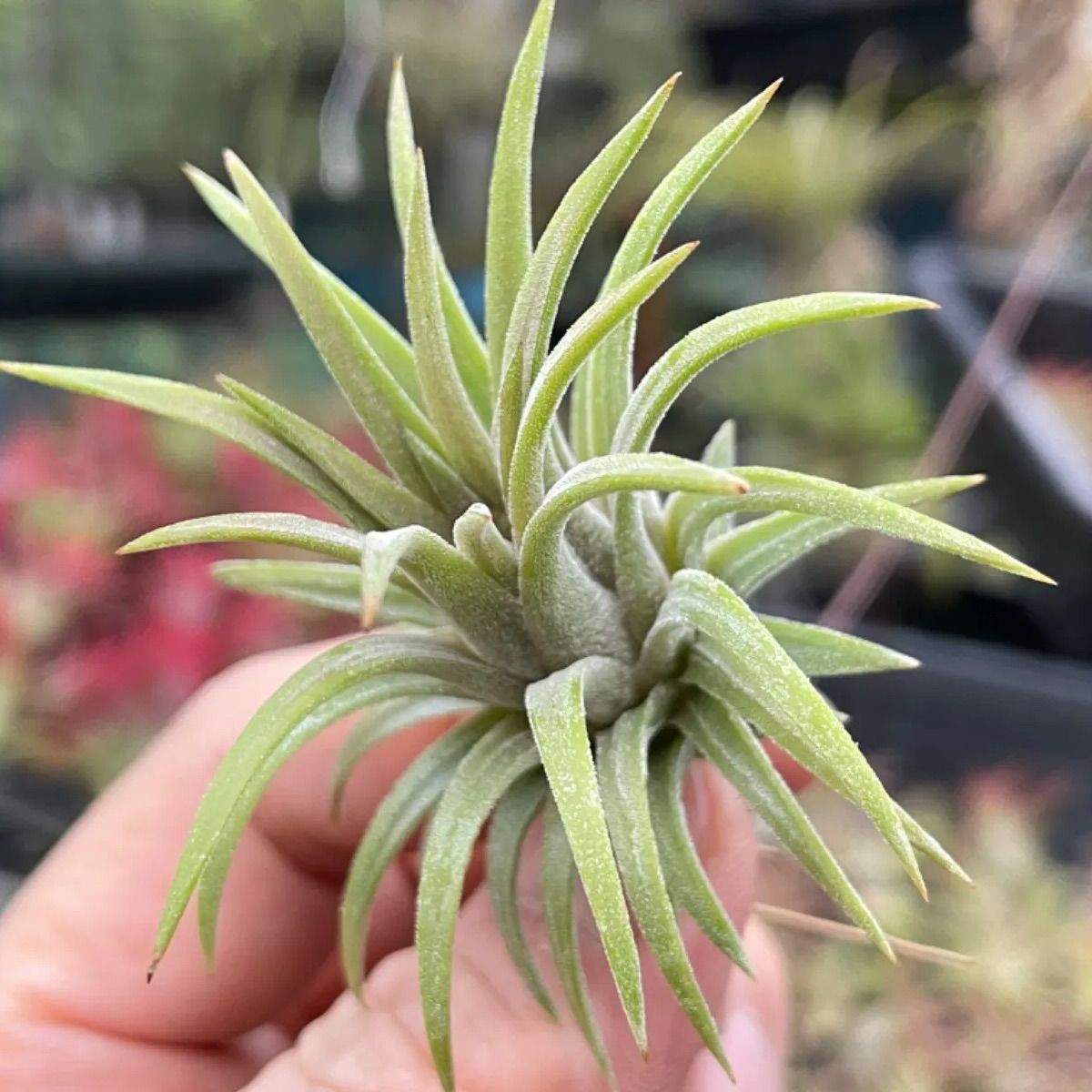 Tillandsia ionantha 'Ron' チランジア・イオナンタ ロン 輸入