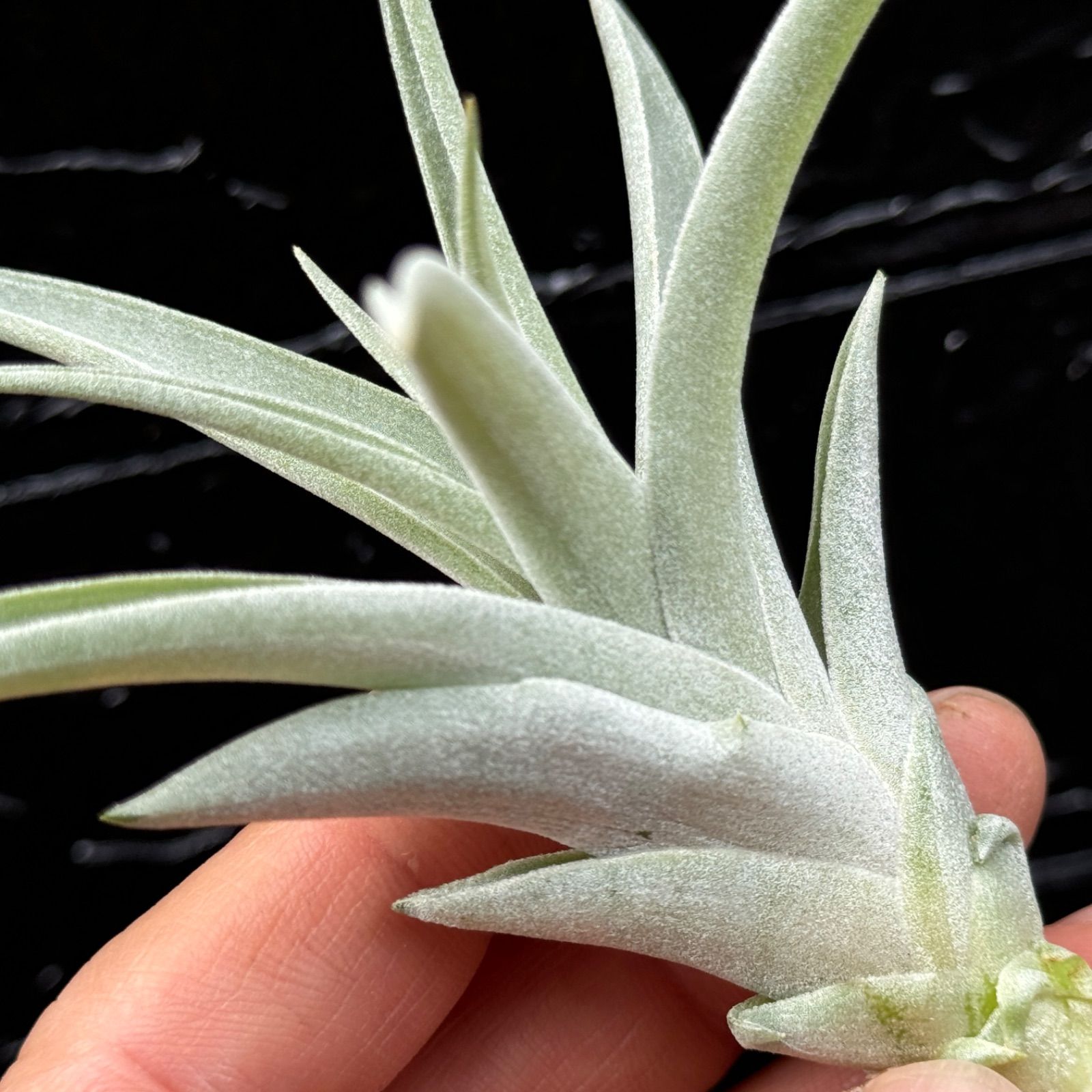 チランジア ハリシー × キセログラフィカ Tillandsia harrisii