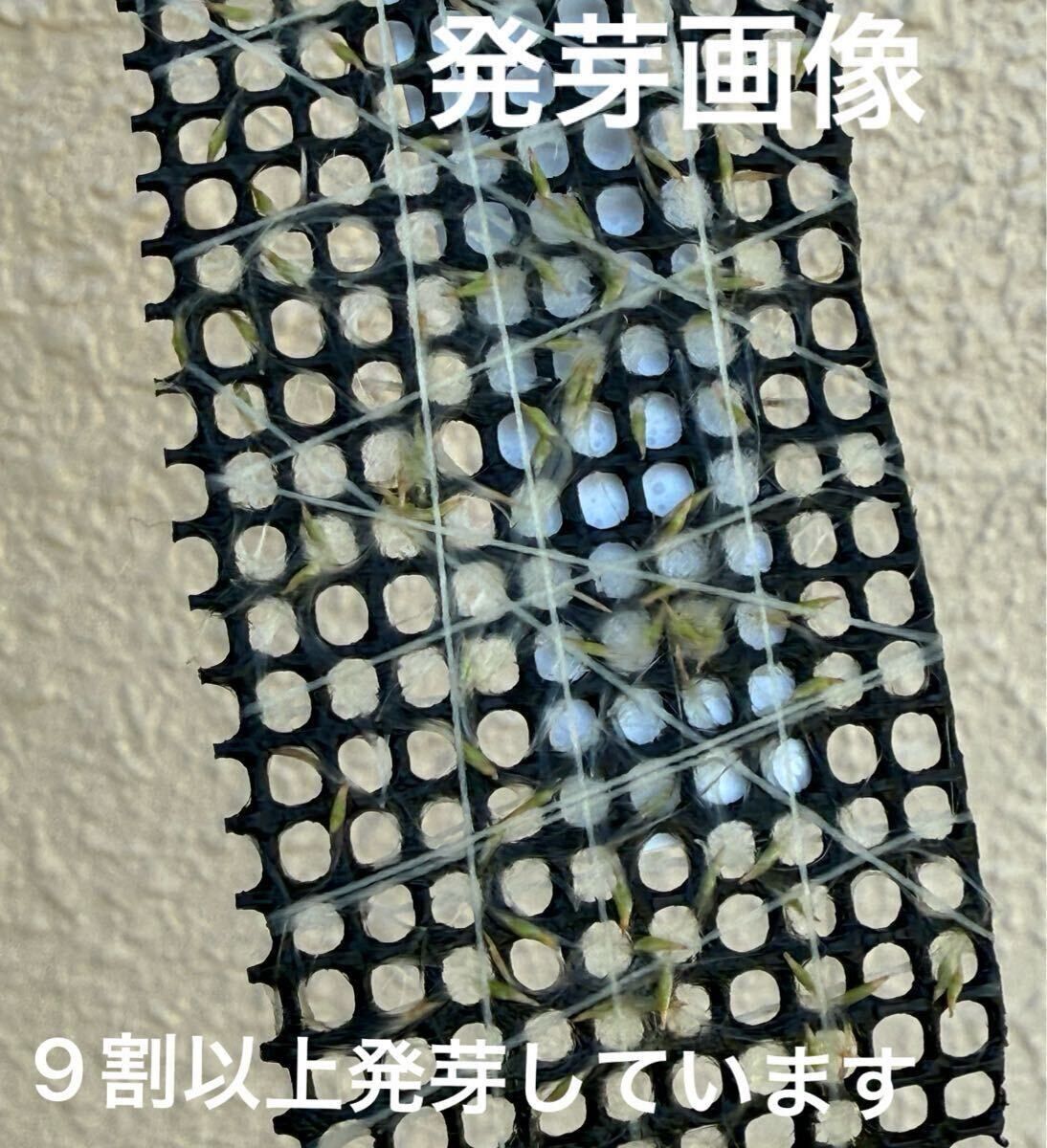 roseiflora ティランジア