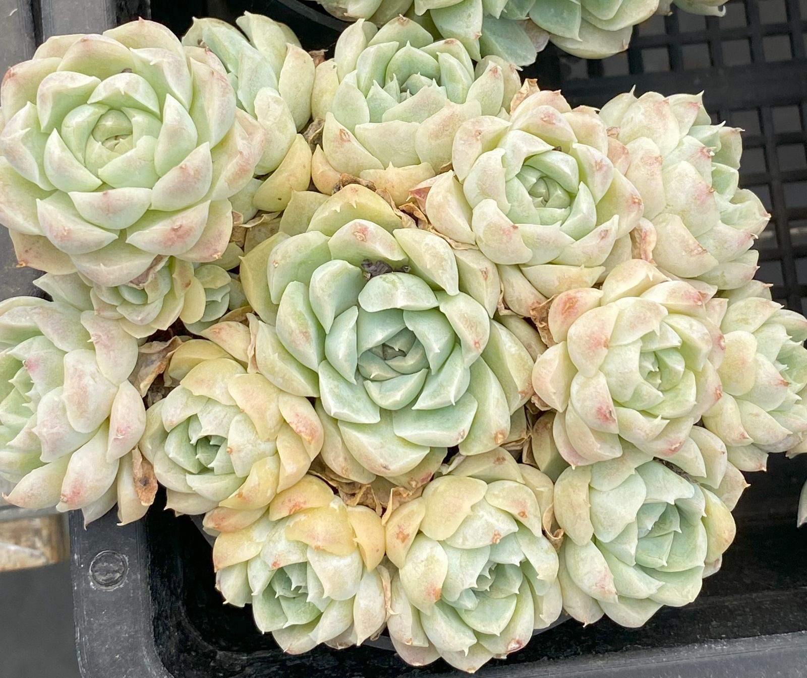 B2034 タロック 抜き苗 45株 多肉植物 エケベリア 韓国苗 サボテン