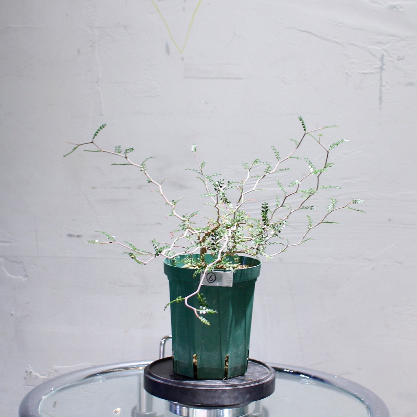 オペルクリカリア・パキプス(根挿し)No6 オペルクリカリア・パキプス(根挿し)No6 良い オペルクリカリア