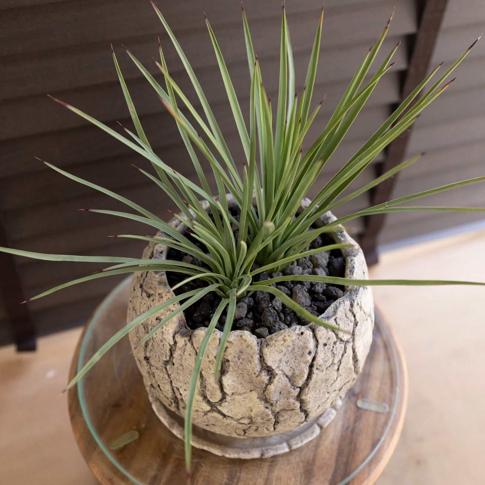 ユッカ ウィップレイ　7号　良形　618 ユッカ・ウィップレイ 7号 - 植物と暮らす m-plant