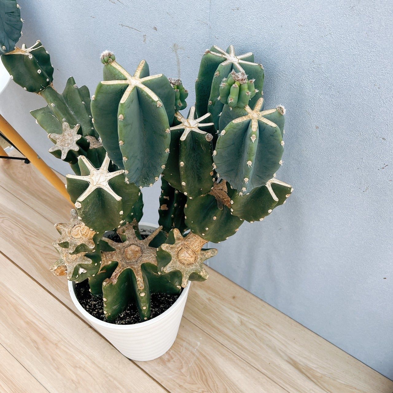 サボテン 柱サボテン ブランチ 鬼面角 7号 41番 ドライガーデン 現品