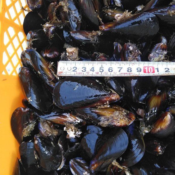 【平日15時まで即日発送可能】釣り餌に ムール貝　「ムラサキイガイ５ｋｇ」小分け袋入り冷凍品 ５キロ イガイ 船釣り 磯釣り コブダイ釣り チヌ釣り クロダイ釣り フィッシング