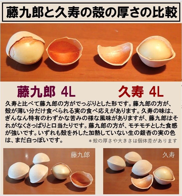 値下げ！2022年新物　生産者直送 久寿 銀杏 愛知県 祖父江産 3L 3kg ☆久寿 藤九郎 銀杏 各500g 食べ比べセット 限定30セット