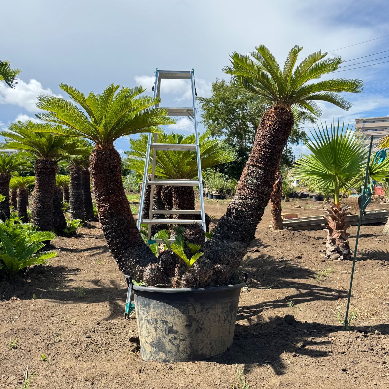 蘇鉄 ソテツ 2本立ち ――ヤシ ココス サバル アガベ ―― 希少】2本立ち ソテツ 蘇鉄 ソテツ 2頭 ――ヤシ ココス サバル アガベ ―