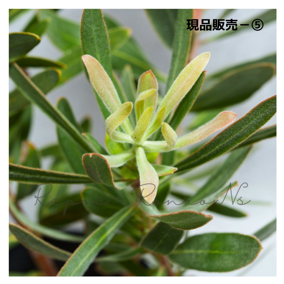 語るに足る プロテア ピンクアイス 現品⑤ 6号 プロテア苗 ネイティブプランツ