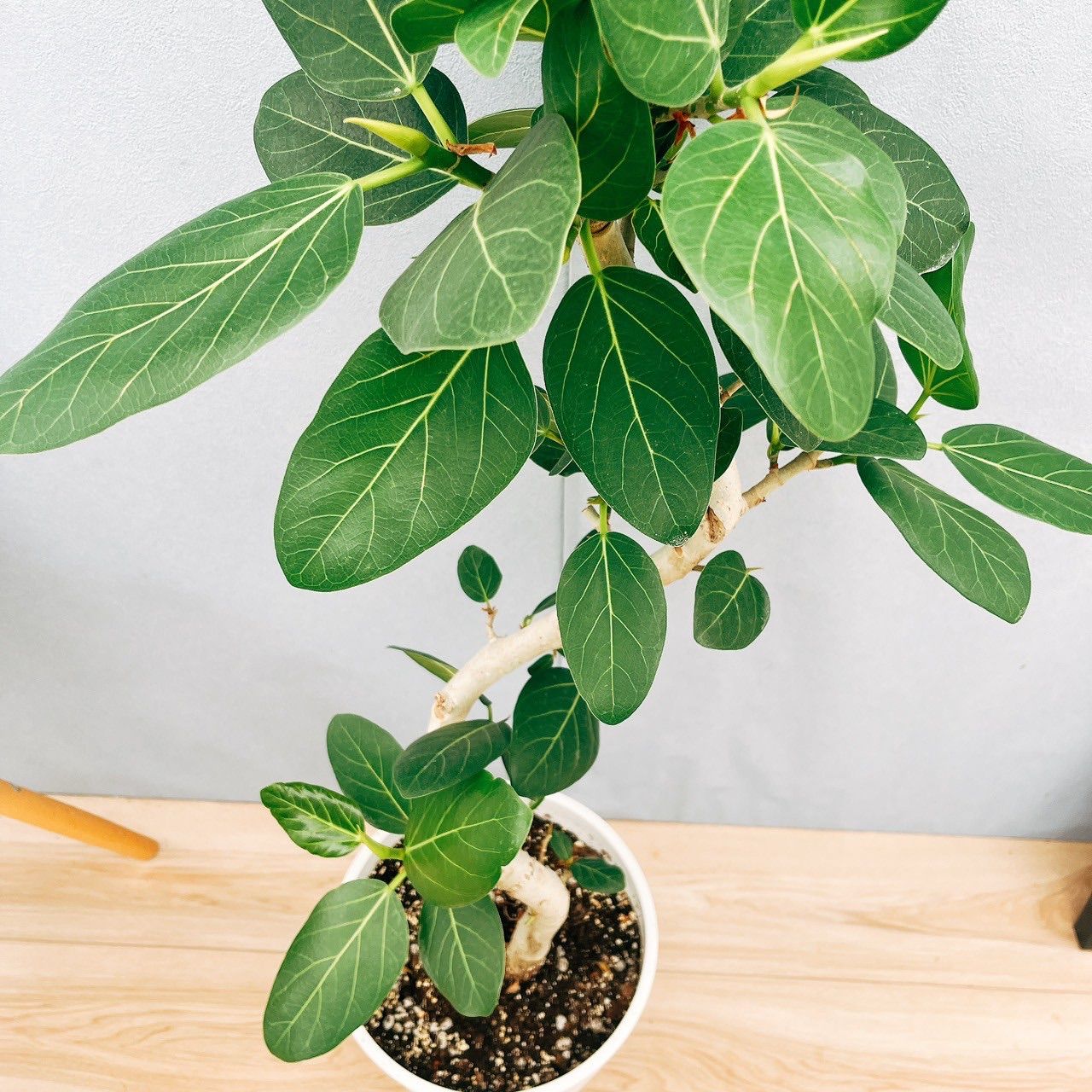 現品］55番 フィカス ベンガレンシス 曲がり 8号 観葉植物 室内 大型