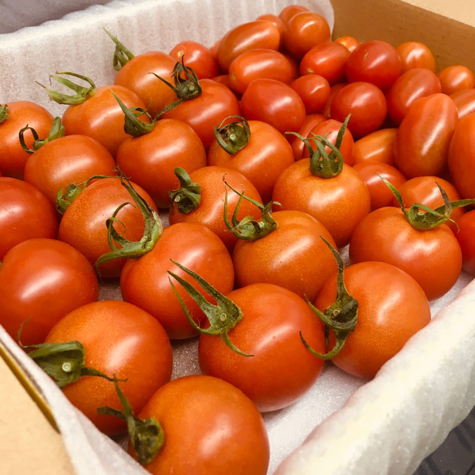 フルティカとフラガールのデュエット！農家👩‍🌾直送！フルーツトマト！宅急便コンパクト！