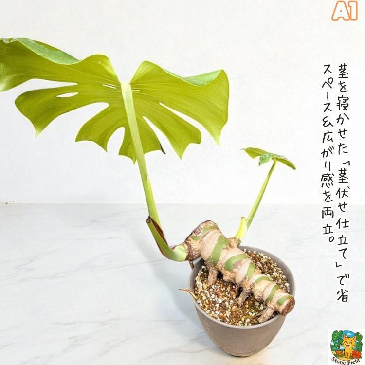 大型パキラとモンステラ2つ モンステラ 大型 | 観葉植物通販HitoHana(ひとはな)