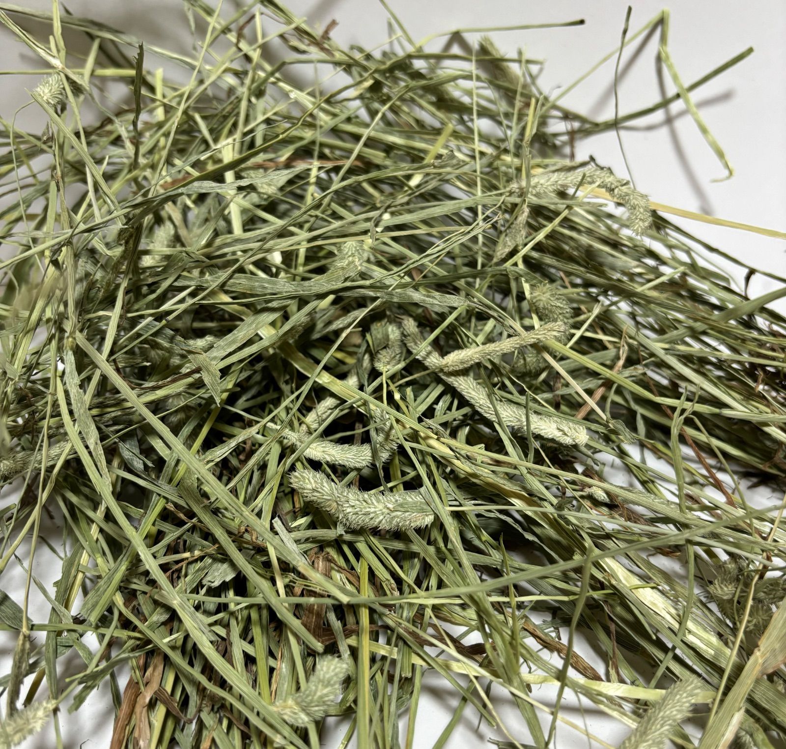 カナダ産チモシー1stアルバータプレミアム　10kg 圧縮　無選別 カナダ産チモシー1stアルバータプレミアム 10kg 圧縮 無選別 ブランド