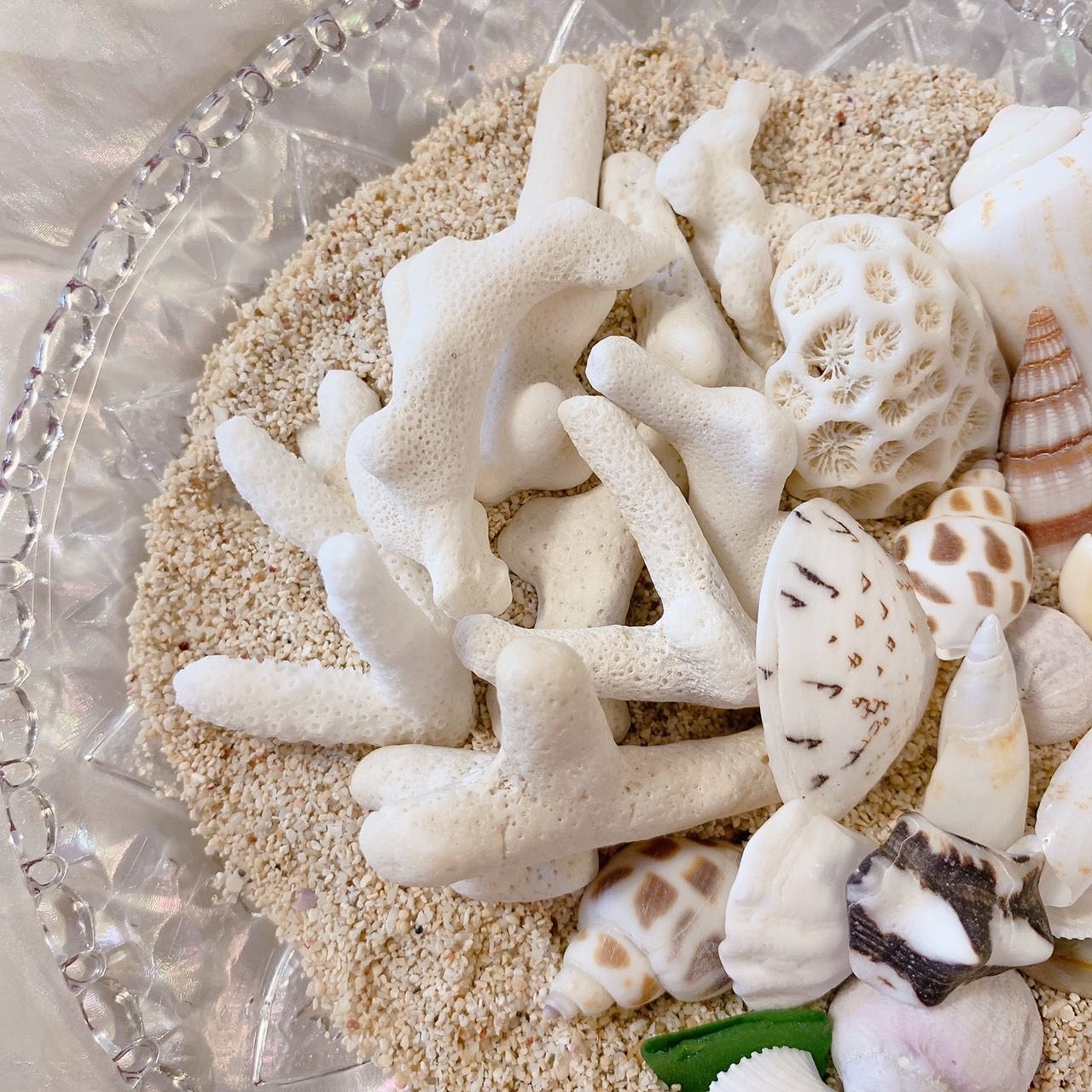 サンゴ、貝殻、シーグラス(29) サンゴ、貝殻、シーグラス(29)