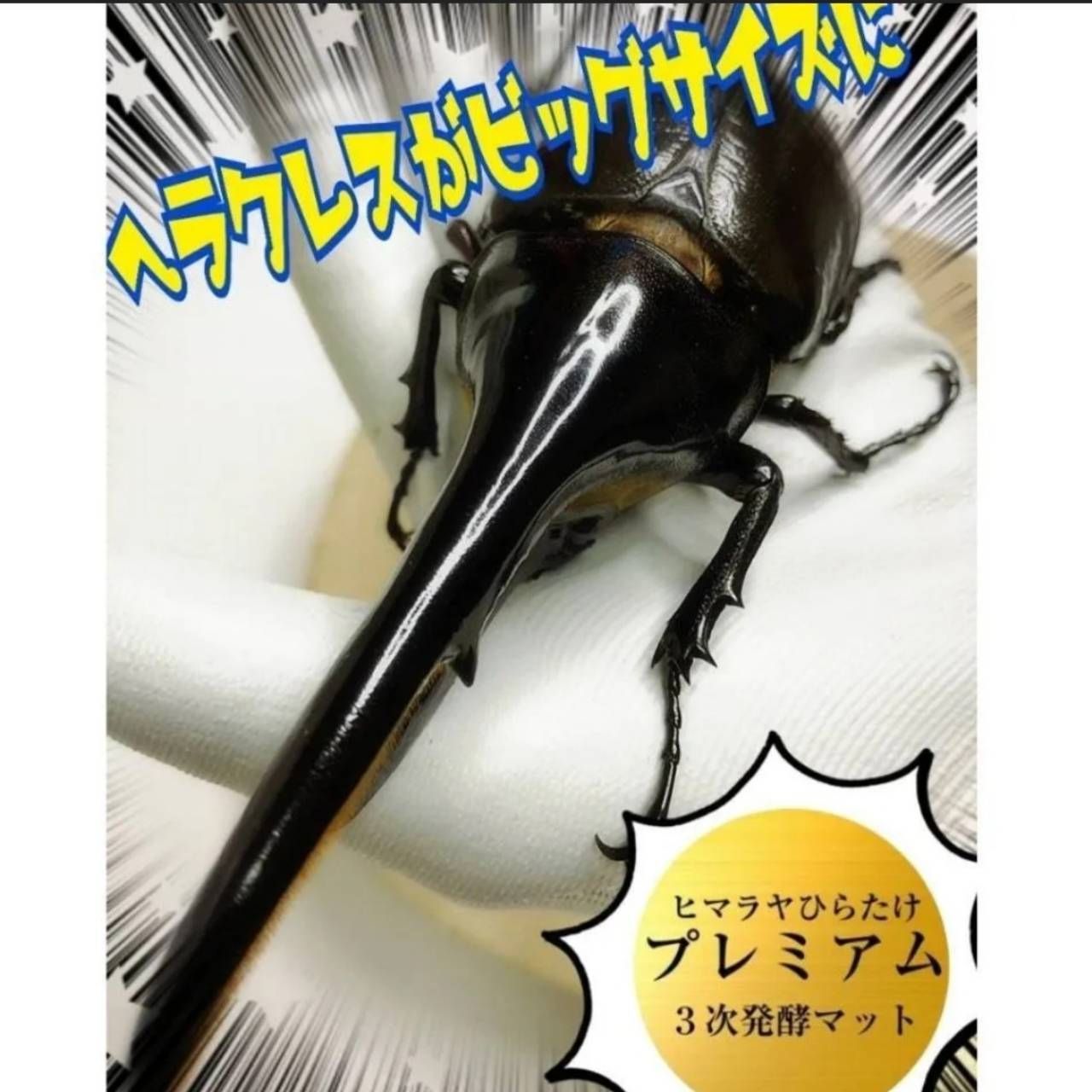 外国産カブトムシ幼虫が大きくなります プレミアム3次発酵ヘラクレスマット