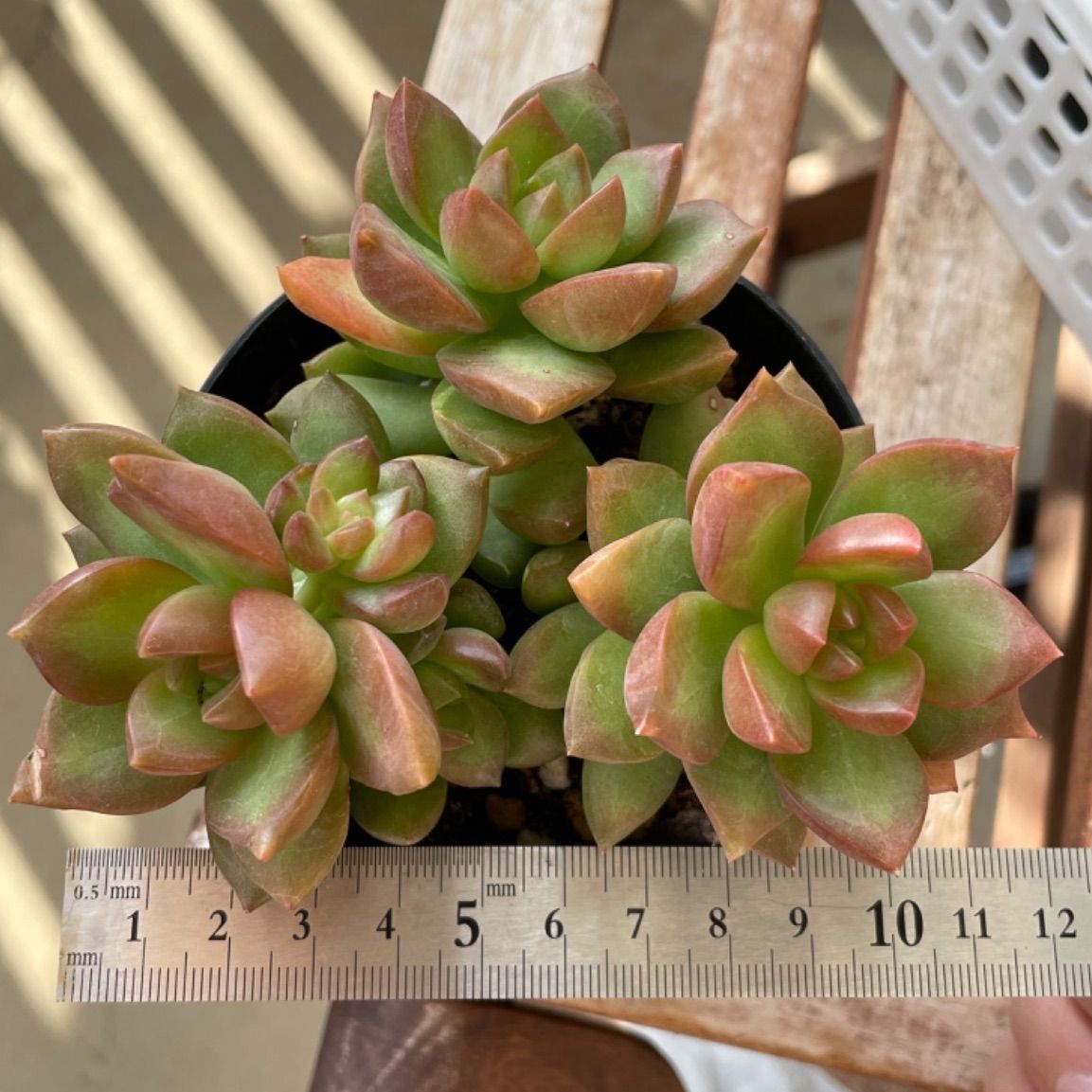 多肉植物　ヌスバウメリアナム❣️１苗　抜き苗