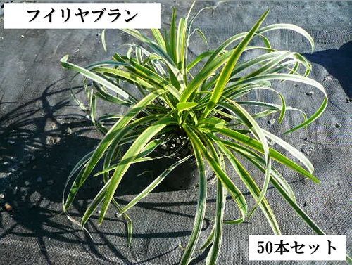 50本セット フイリヤブラン|10.5cmポット