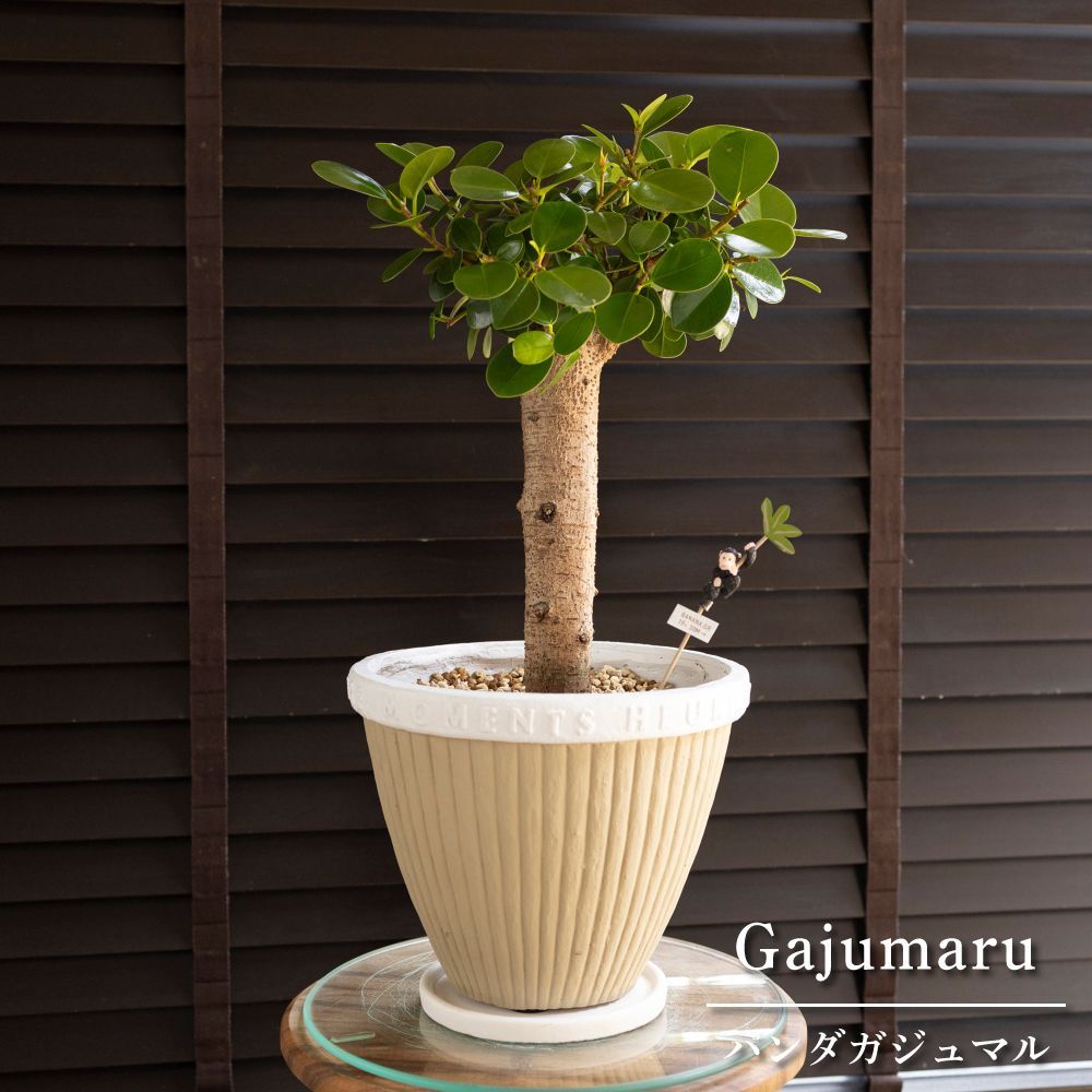 観葉植物　パンダガジュマル　陶器鉢植え　多幸の木 パンダガジュマル 7号 陶器鉢 観葉植物 ガジュマルの木 多幸の木