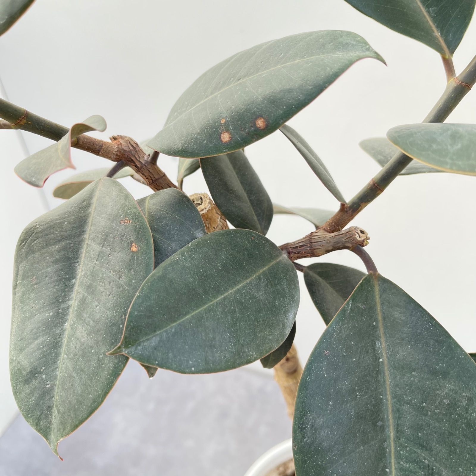 フィカス　バーガンディ　11 売約済※フィカス バーガンディ 11【現品】観葉植物 室内