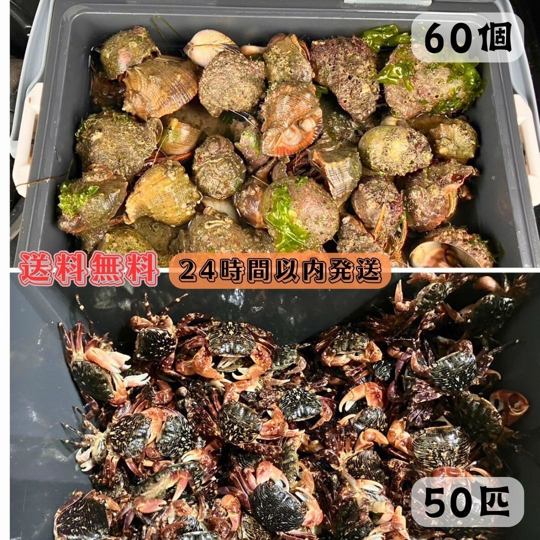 冷凍ヤドカリ60個 冷凍イソガニ50匹 石鯛 黒鯛 釣り餌
