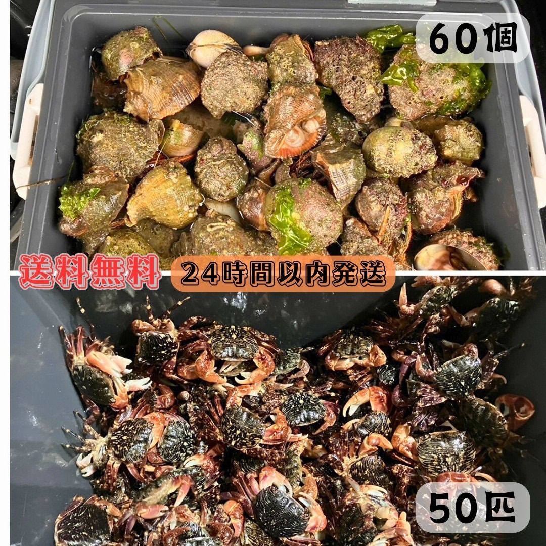 冷凍ヤドカリ60個 冷凍イソガニ50匹 石鯛 黒鯛 釣り餌 - メルカリ