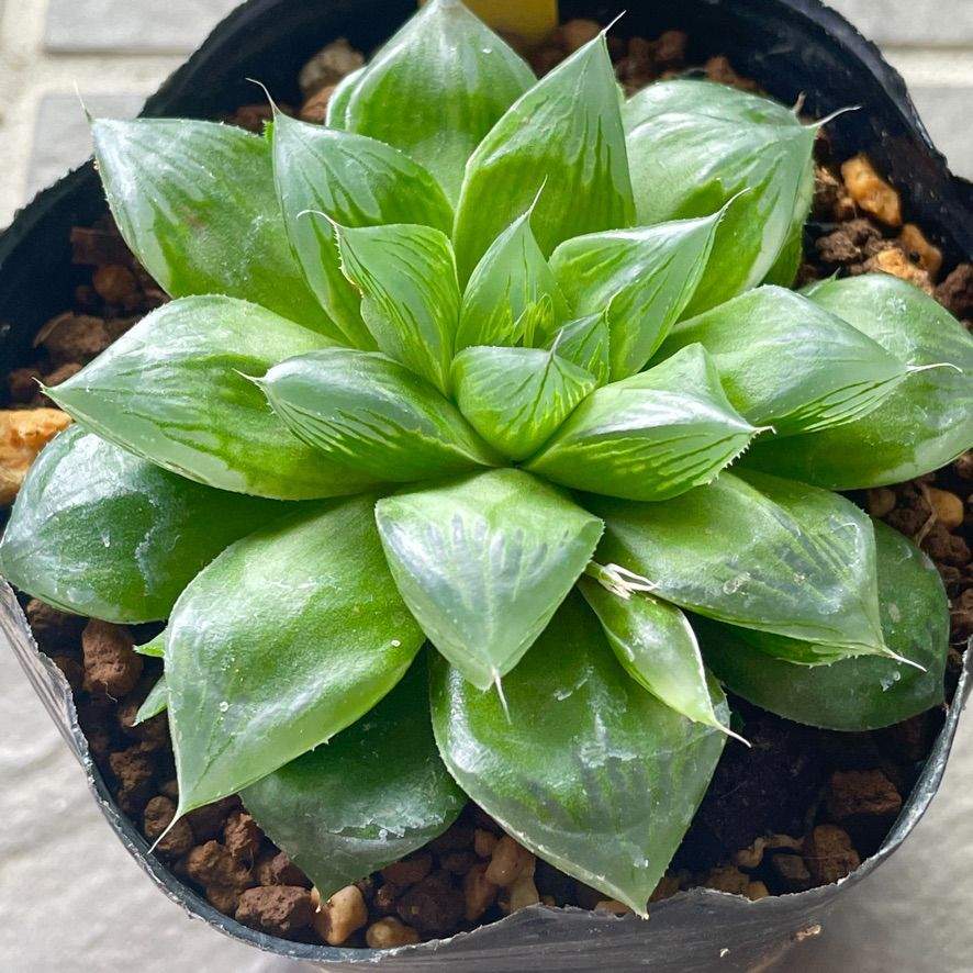 ハオルチア 交配種 多肉植物 - その他多肉植物