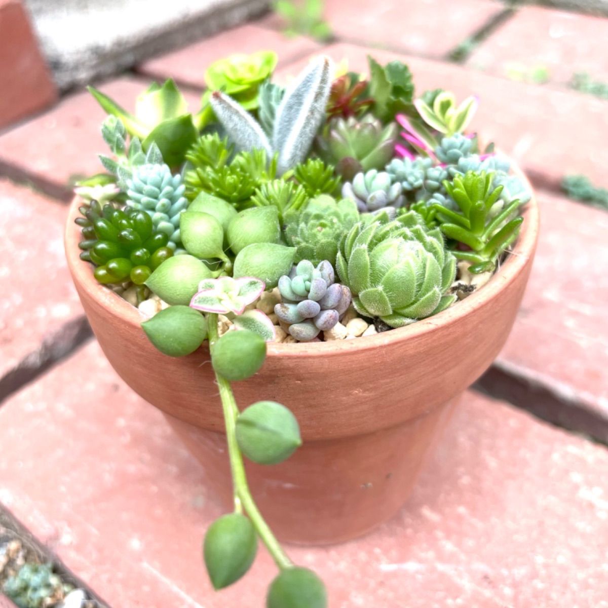 ☆うさぎさん入り☆多肉植物寄せ植えセット☆25種類30カット以上