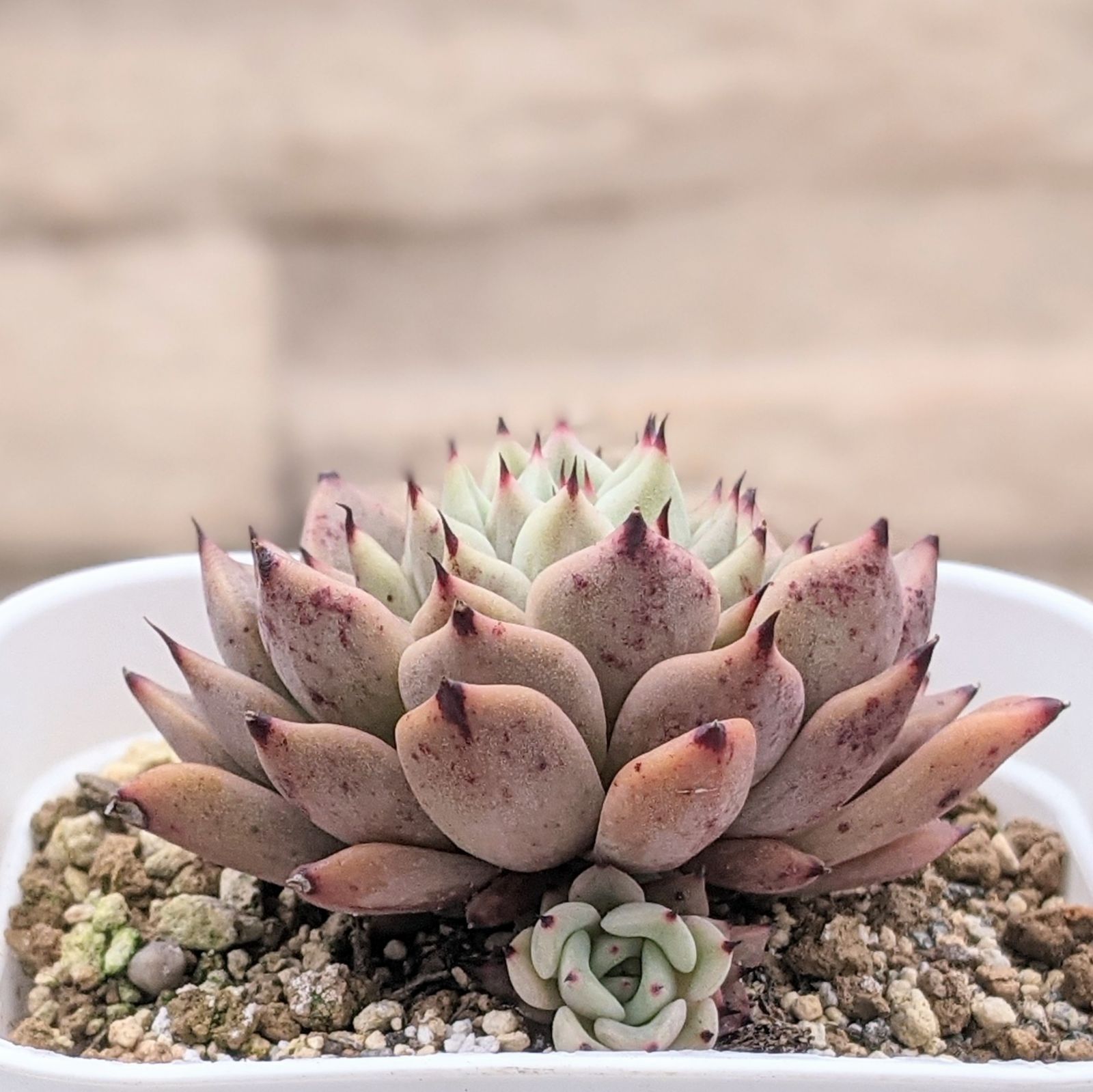 売却済み 多肉植物 リエール苗 ブラックチップ 【公式通販】