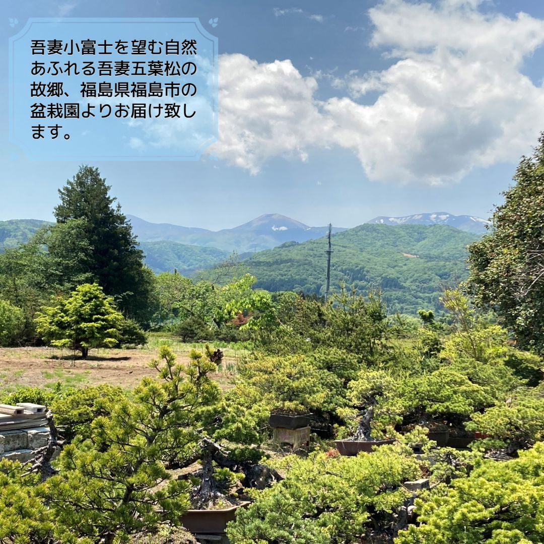 ミニ盆栽 『峰吾妻』五葉松 模様木 樹高9cm - 盆栽