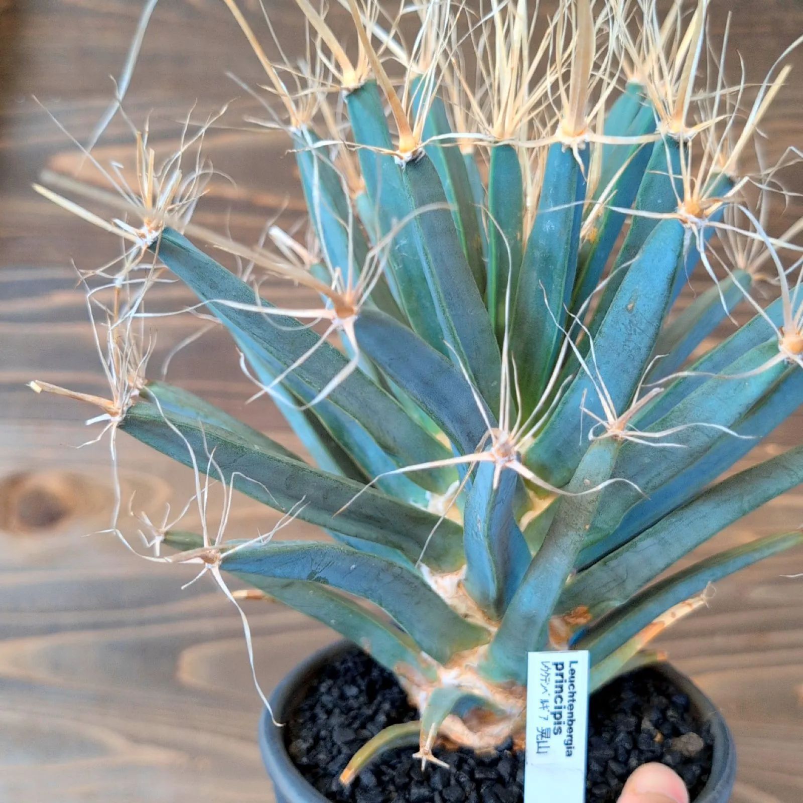 現品 鉢のまま発送