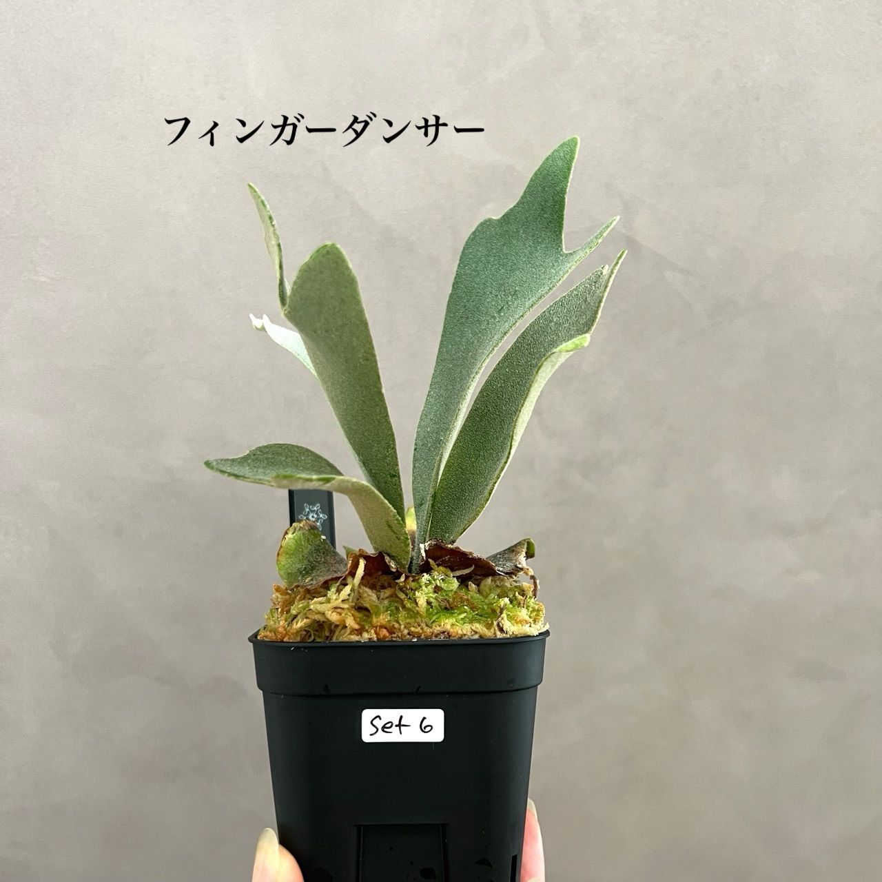 Madagascariense 胞子培養 2 ビカクシダ ビカクシダ 2種セット|フィンガーダンサー & mix胞子撒き 胞子